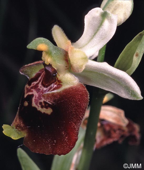 Ophrys brachyotus = Ophrys brachyotes