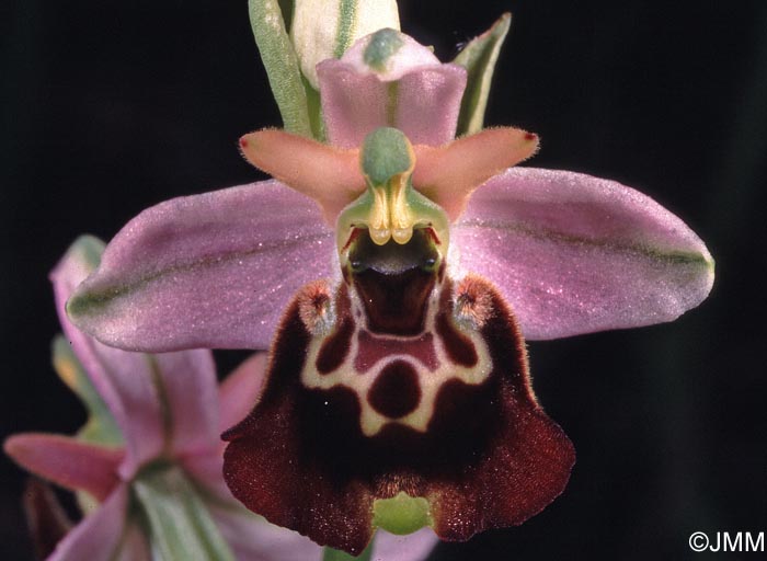 Ophrys brachyotus = Ophrys brachyotes