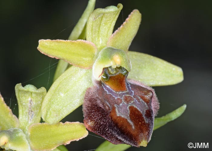 Ophrys brutia