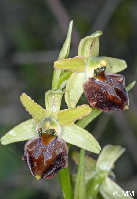 Ophrys brutia