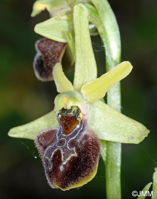 Ophrys brutia