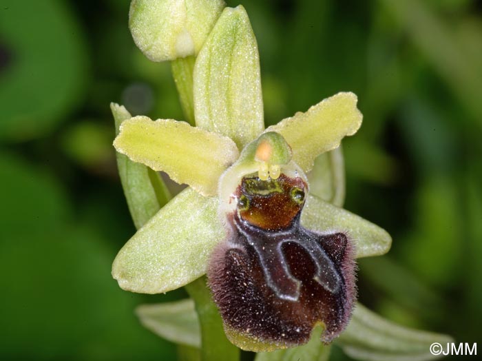 Ophrys brutia