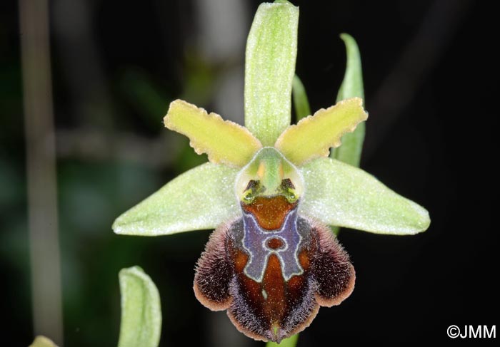 Ophrys brutia