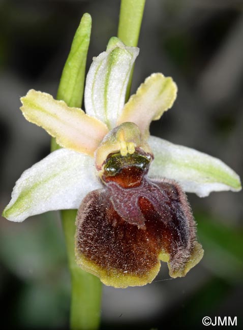 Ophrys brutia