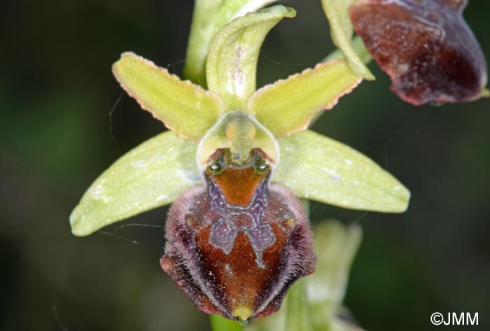 Ophrys brutia