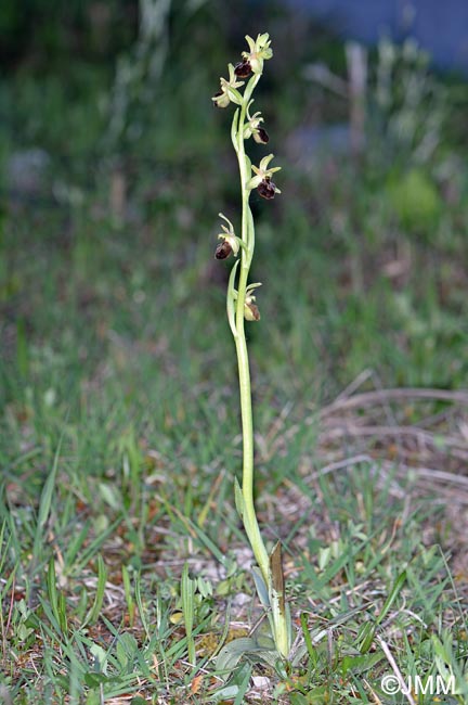 Ophrys brutia