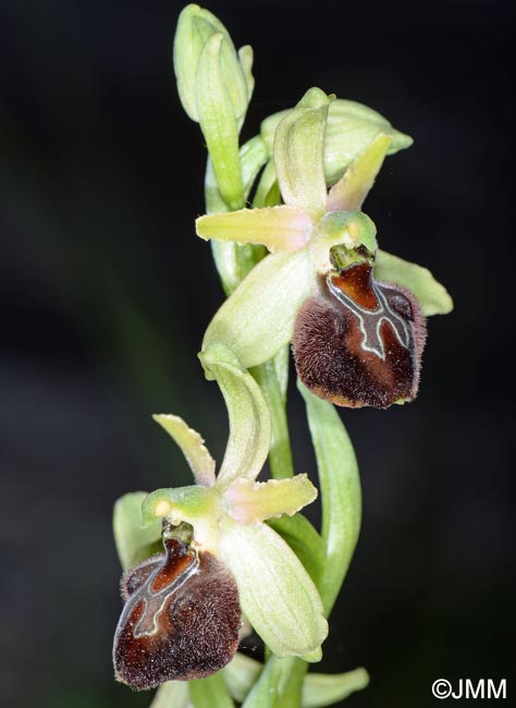 Ophrys brutia