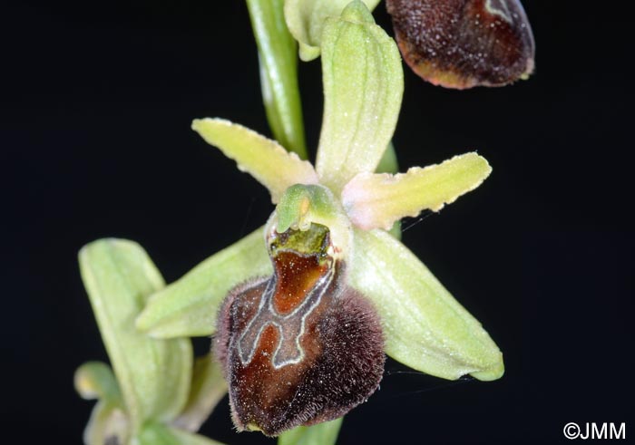 Ophrys brutia