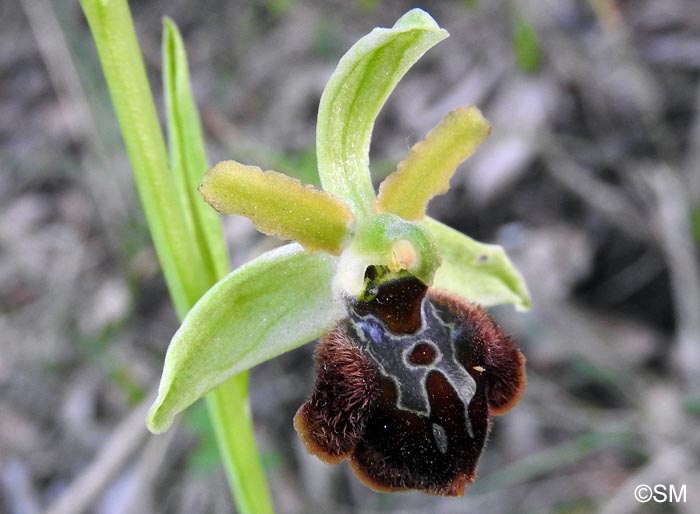 Ophrys brutia