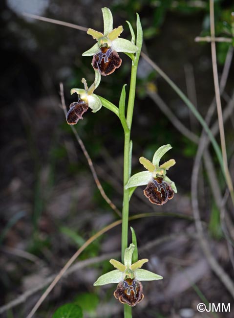 Ophrys brutia