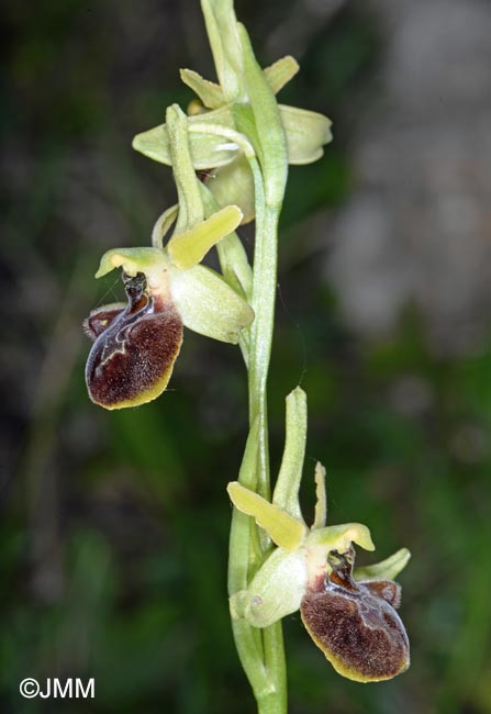 Ophrys brutia