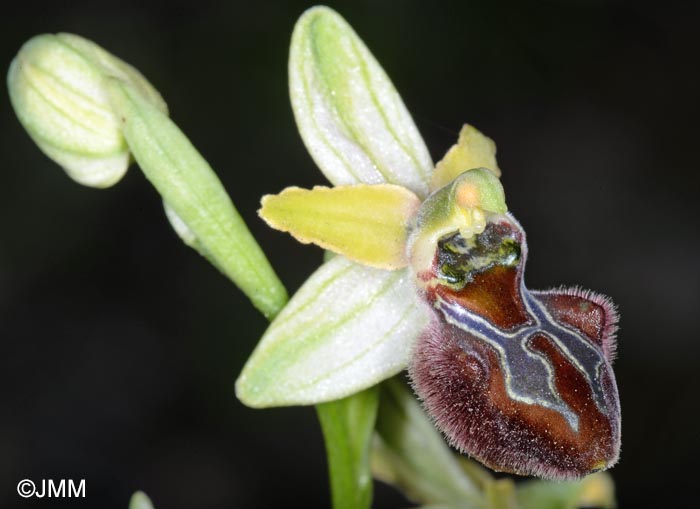 Ophrys brutia