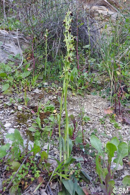 Ophrys cilentana