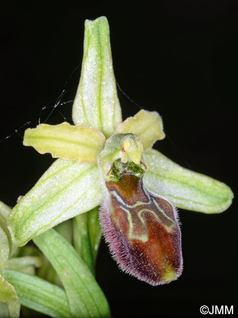 Ophrys cilentana