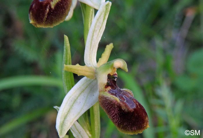 Ophrys cilentana