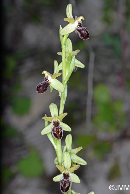 Ophrys cilentana