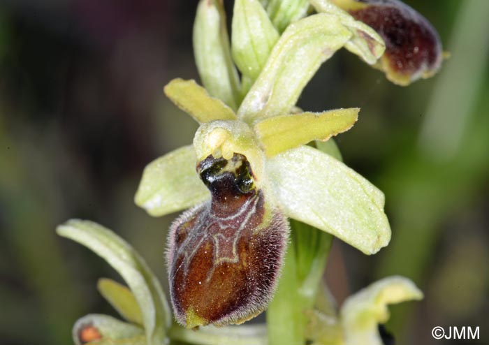 Ophrys cilentana