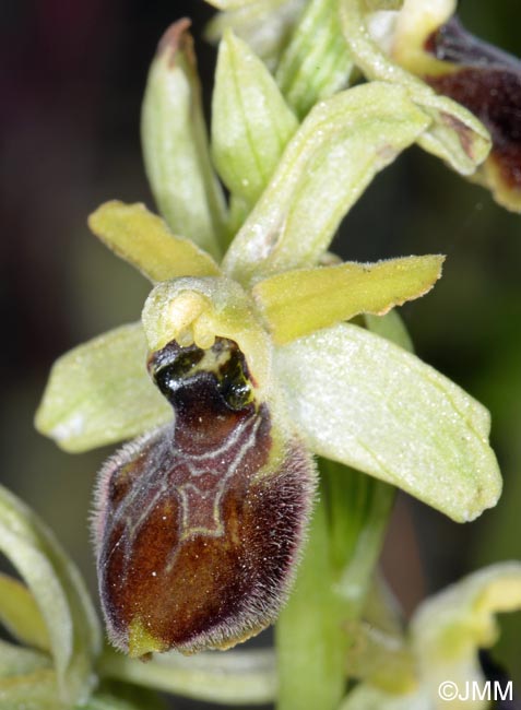 Ophrys cilentana