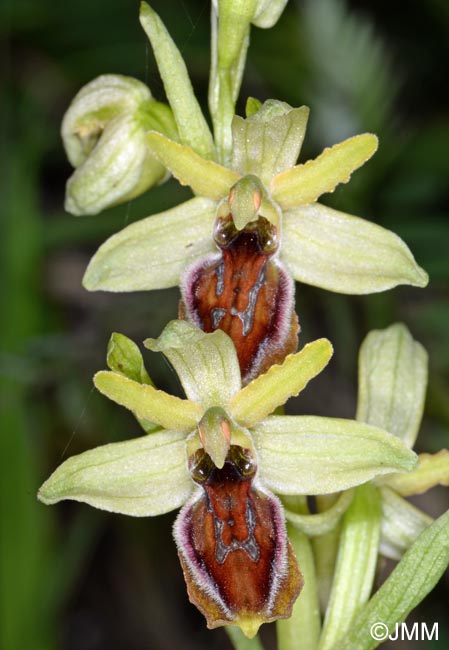 Ophrys cilentana