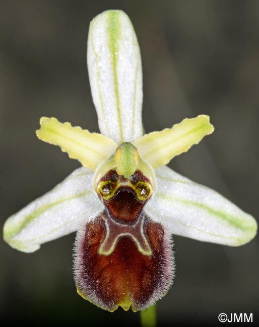 Ophrys cilentana