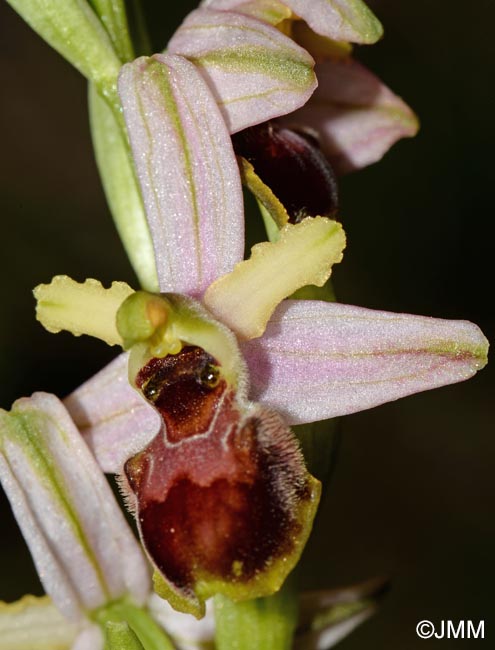 Ophrys cilentana