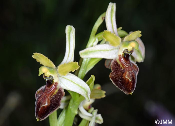 Ophrys cilentana