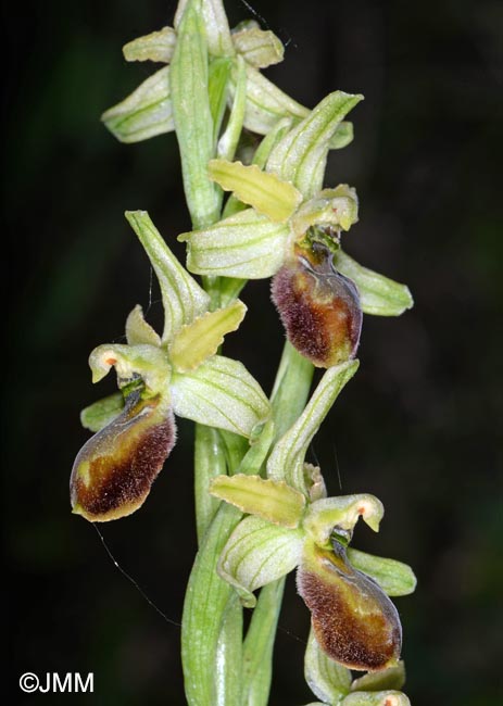 Ophrys cilentana