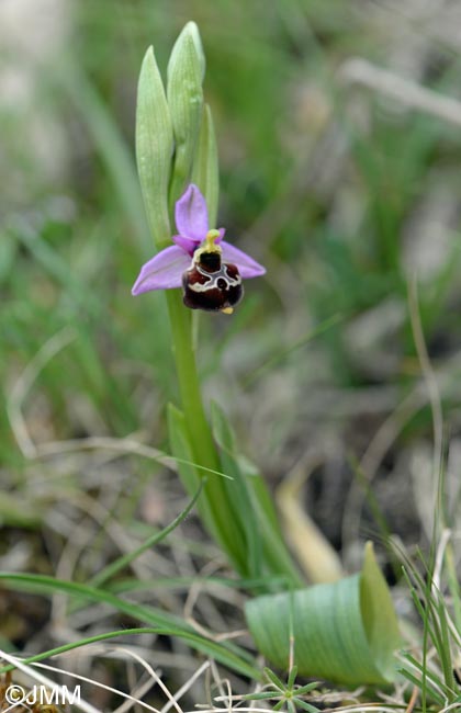 Ophrys gracilis