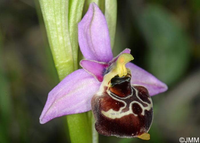 Ophrys gracilis