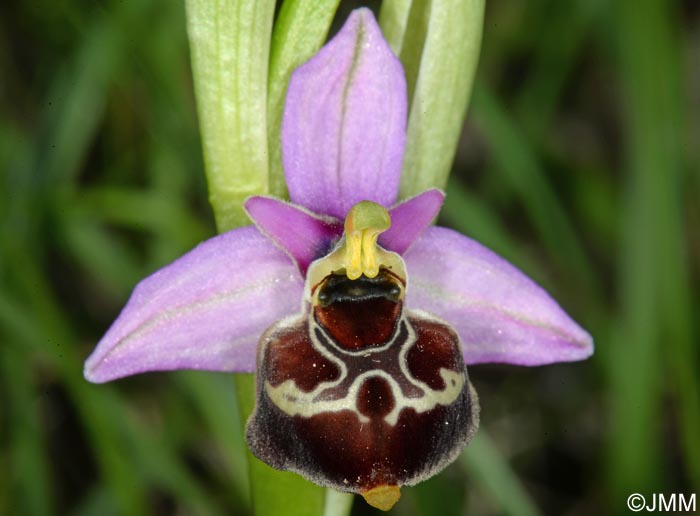 Ophrys gracilis