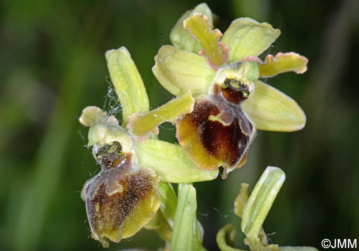 Ophrys incerulae
