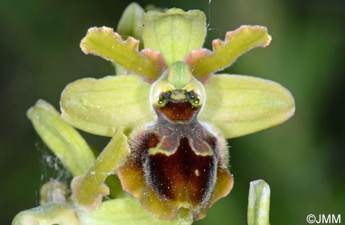 Ophrys incerulae