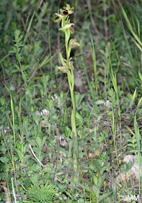 Ophrys incerulae