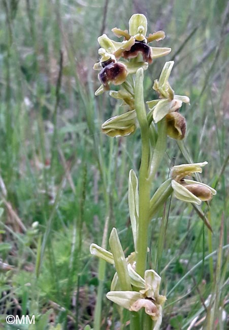 Ophrys incerulae