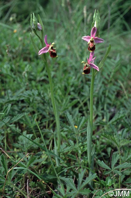 Ophrys lorenae