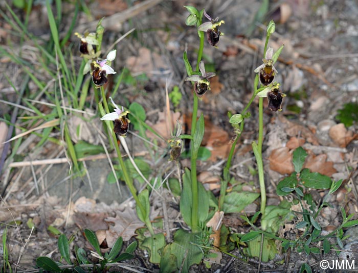 Ophrys pollinensis