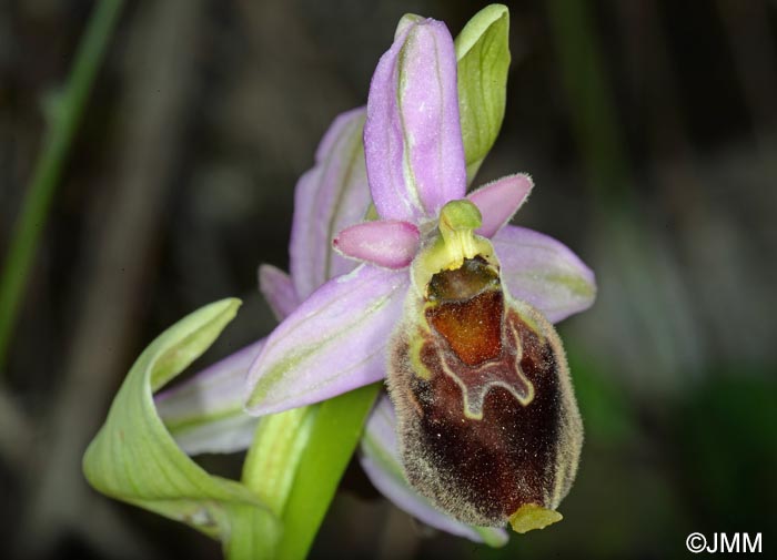 Ophrys pollinensis