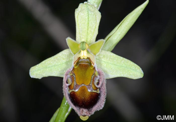 Ophrys pollinensis