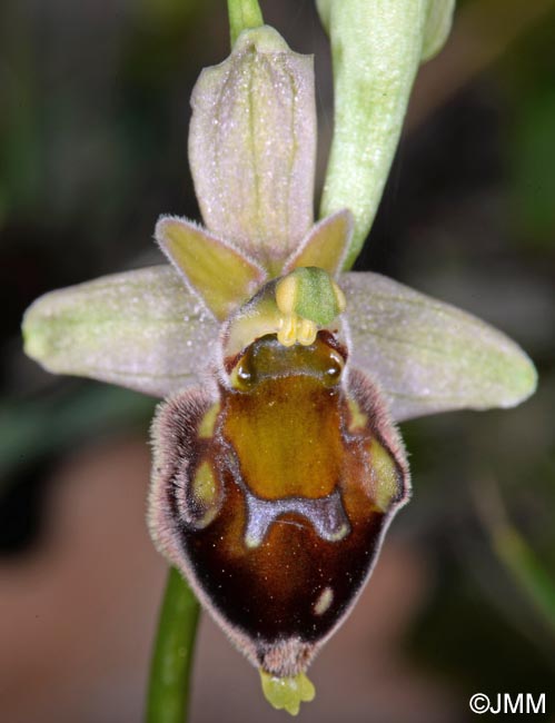 Ophrys pollinensis