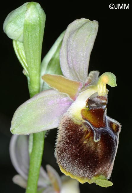 Ophrys pollinensis