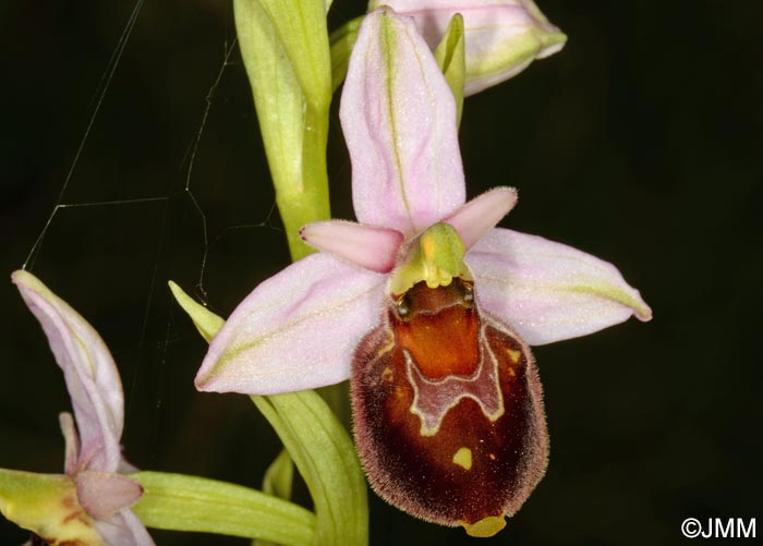 Ophrys pollinensis