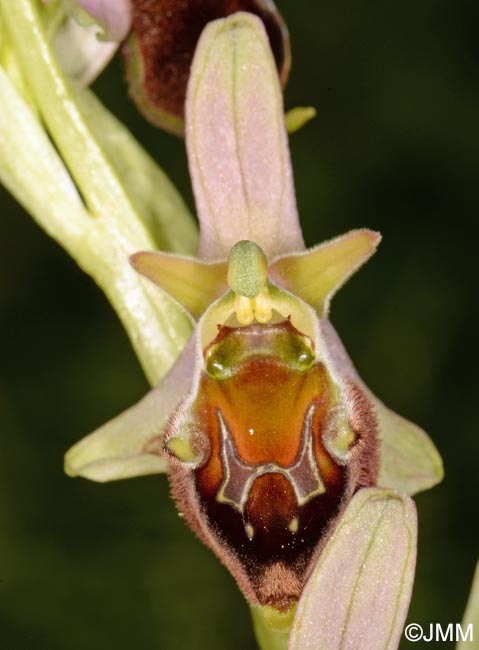 Ophrys pollinensis