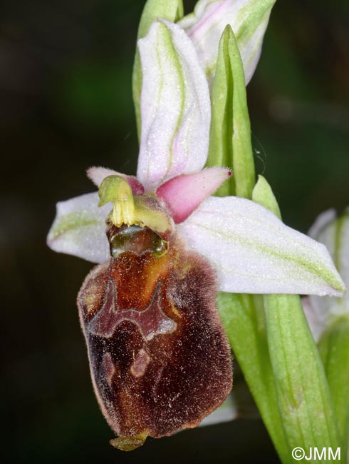 Ophrys pollinensis