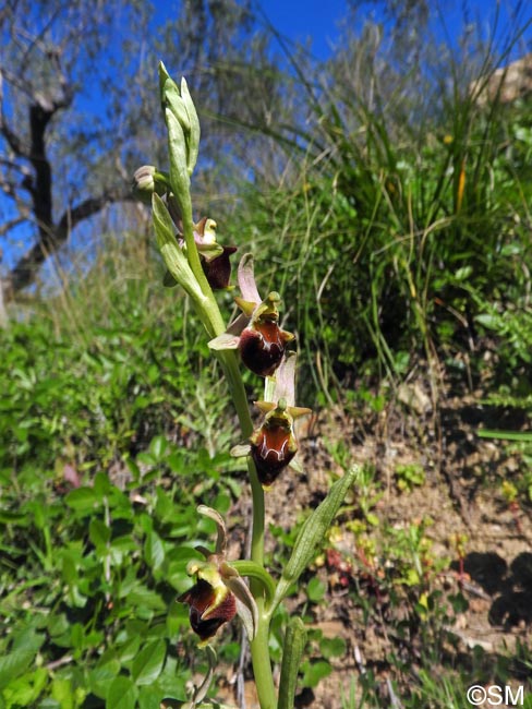 Ophrys pollinensis