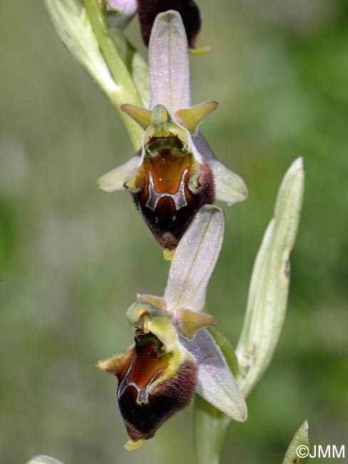 Ophrys pollinensis