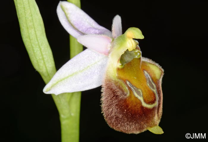 Ophrys pollinensis