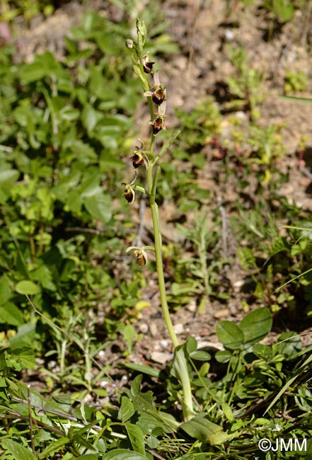 Ophrys pollinensis