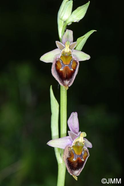 Ophrys pollinensis