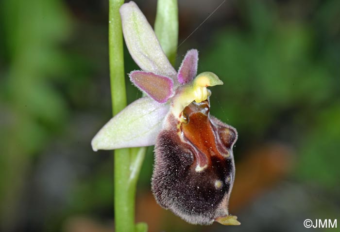 Ophrys pollinensis