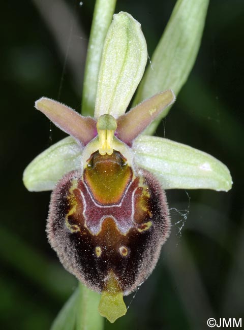Ophrys pollinensis